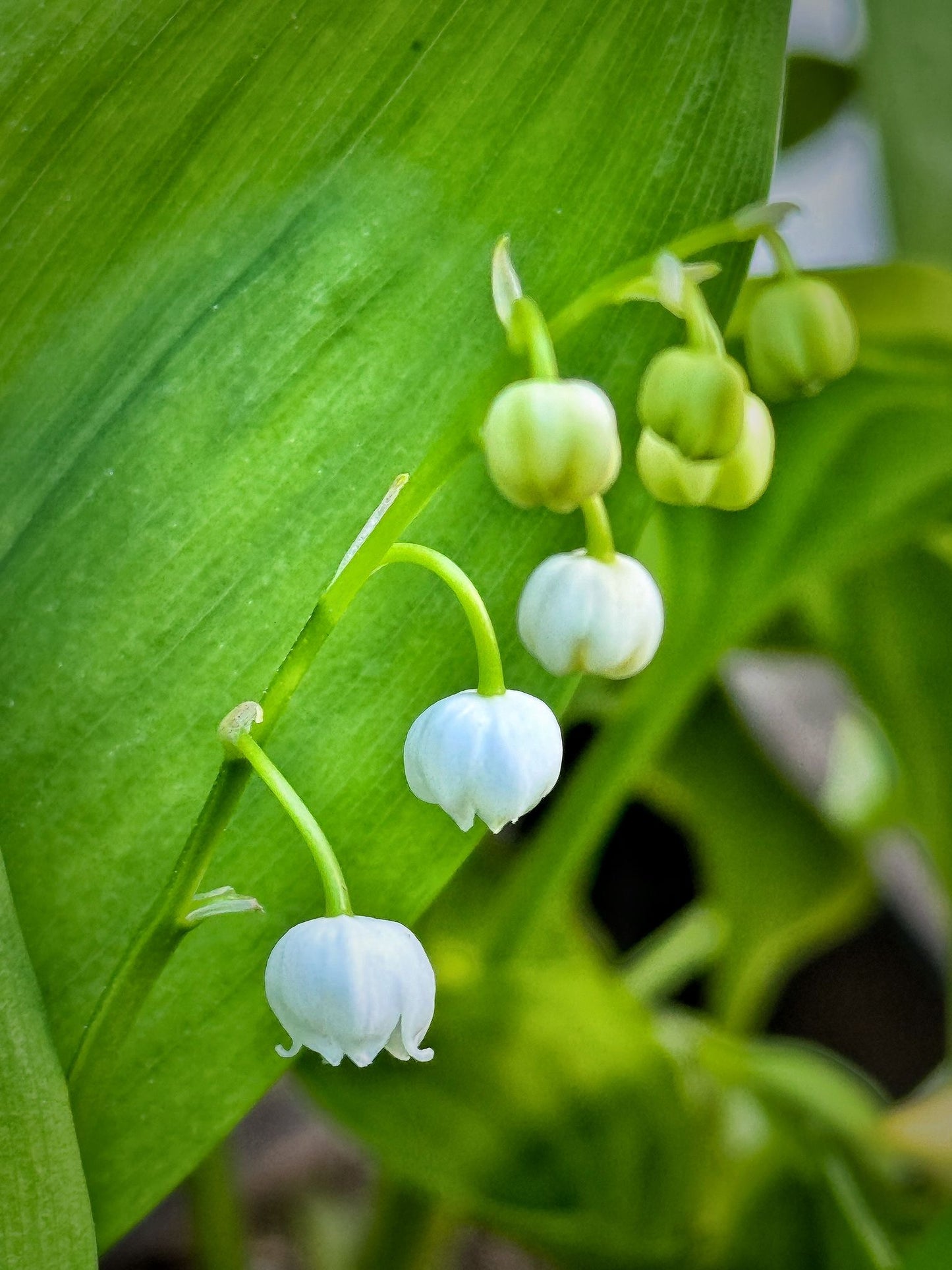 May the lily of valley be with you brooch in white