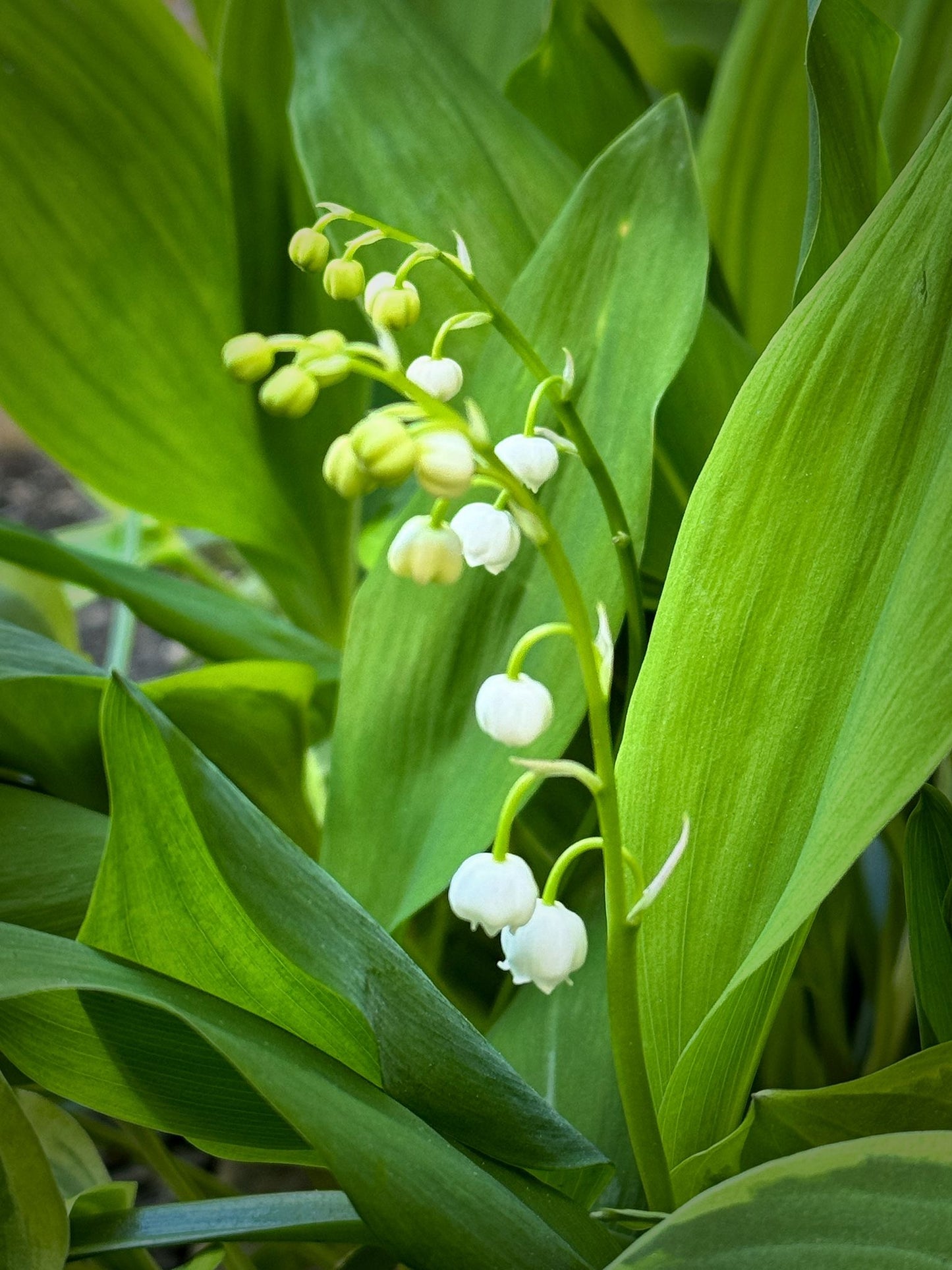 May the lily of valley be with you brooch in stardust grey