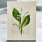 Antique Victorian lily of the valley lithograph print