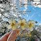 Ueno Sakura Deluxe Collection: three flowers hair slide