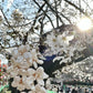 Ueno Sakura Collection: sakura cluster brooch